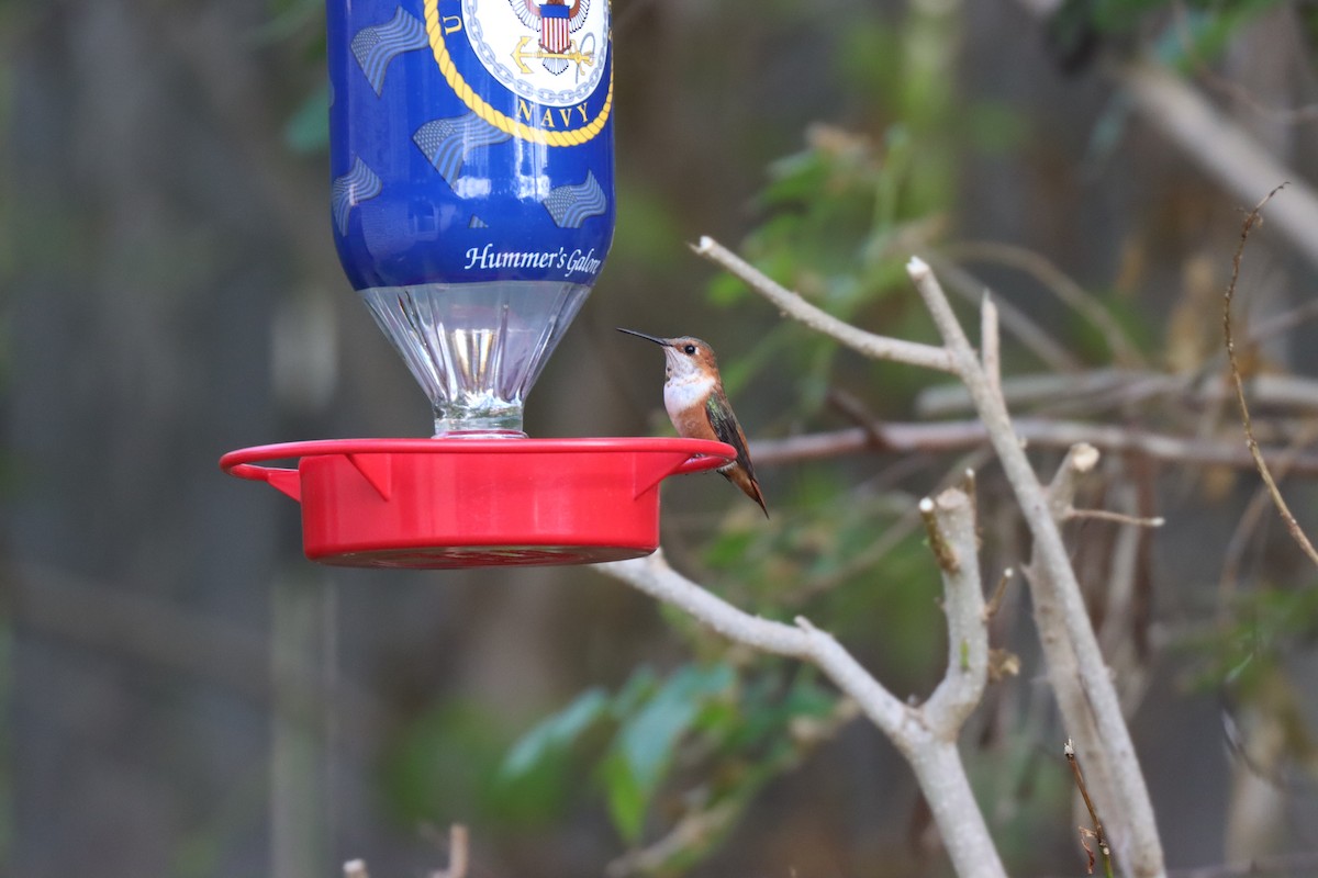 Allen's Hummingbird - ML614276476