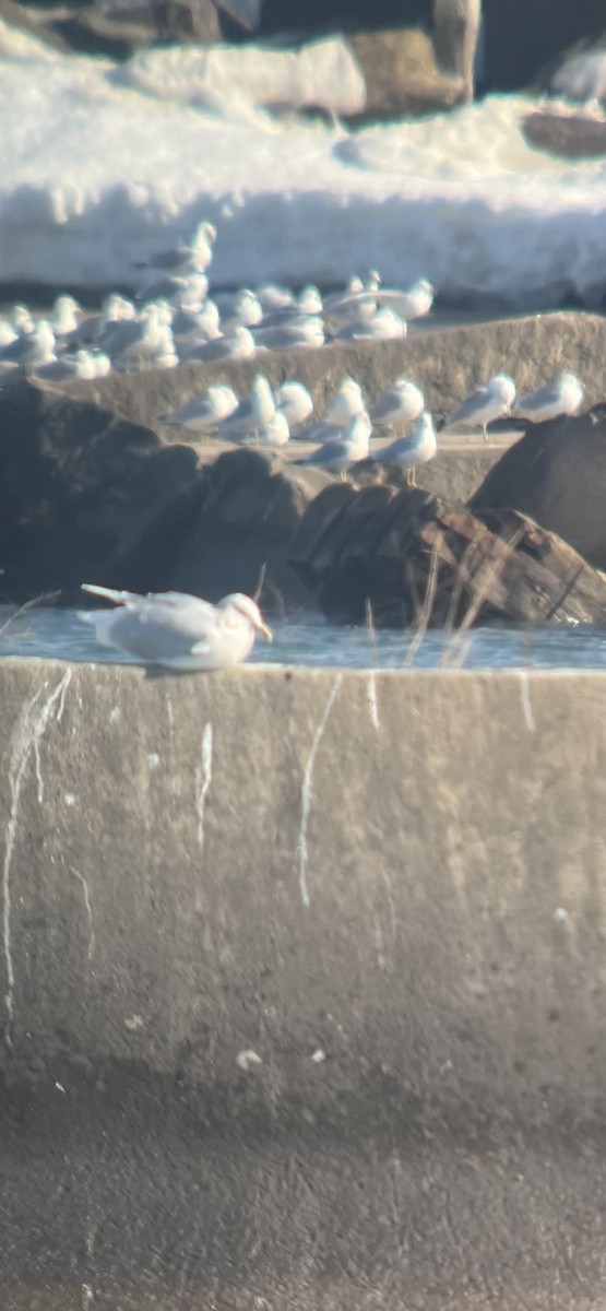 Glaucous Gull - Luke Robertson