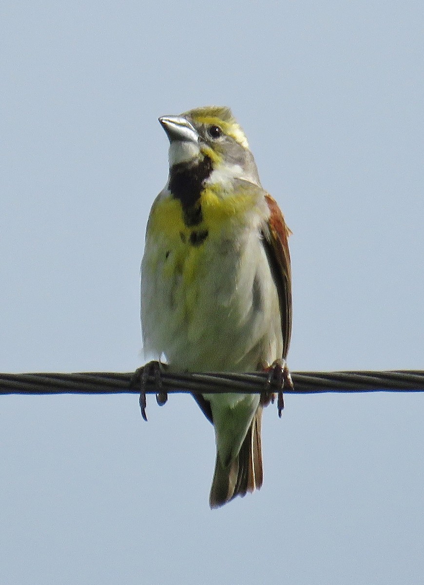 Dickcissel - ML61427651