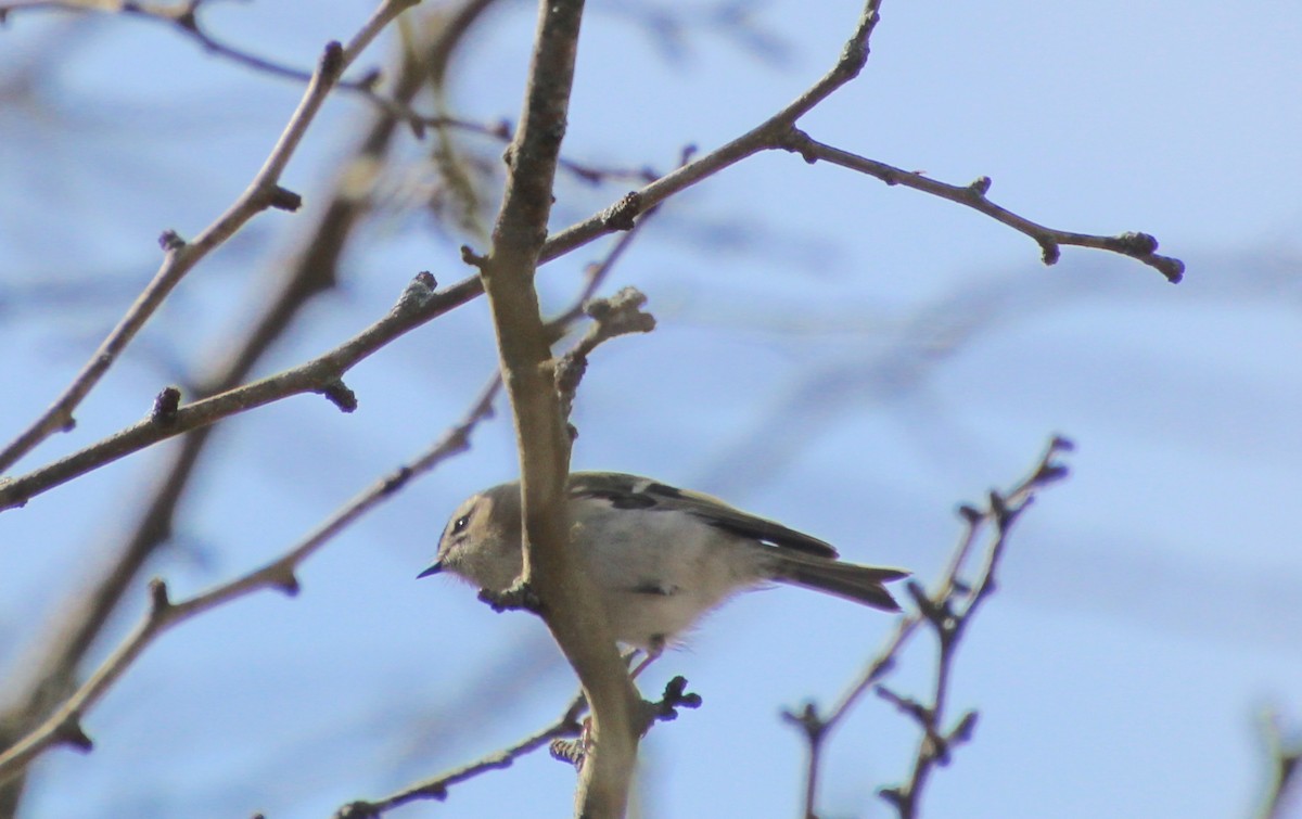 Golden-crowned Kinglet - ML614276526