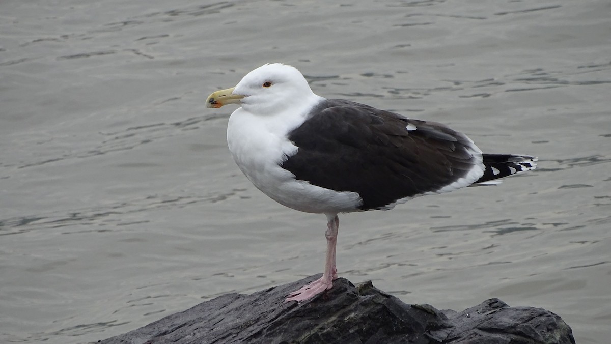 Great Black-backed Gull - Amy Simmons