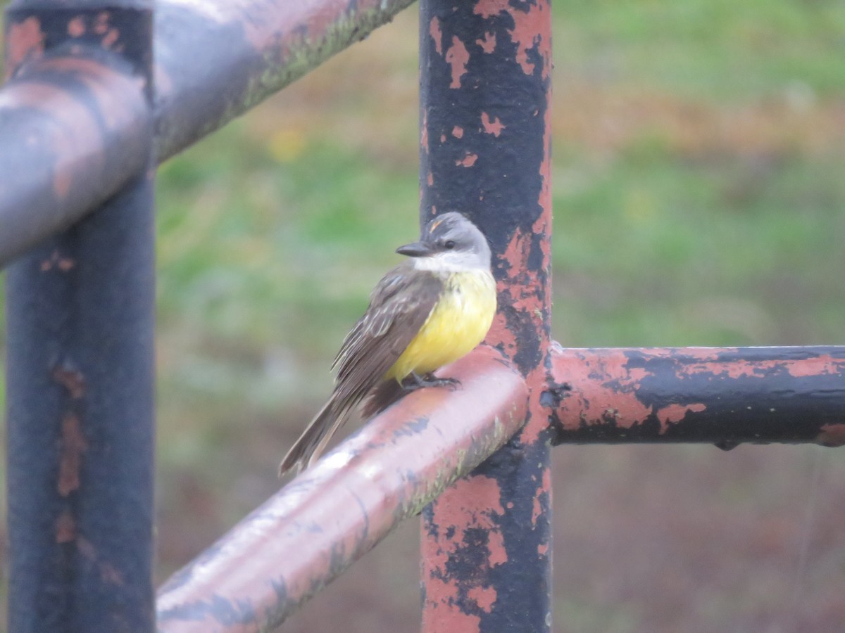 Tropical Kingbird - ML614276587