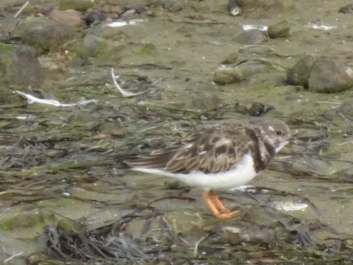 Ruddy Turnstone - ML614276595