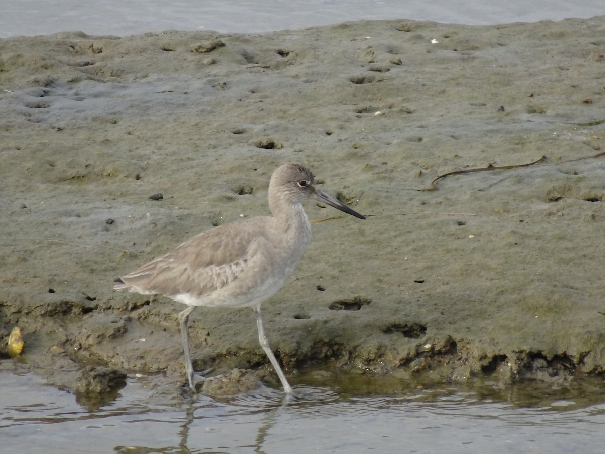 Willet - ML614276600