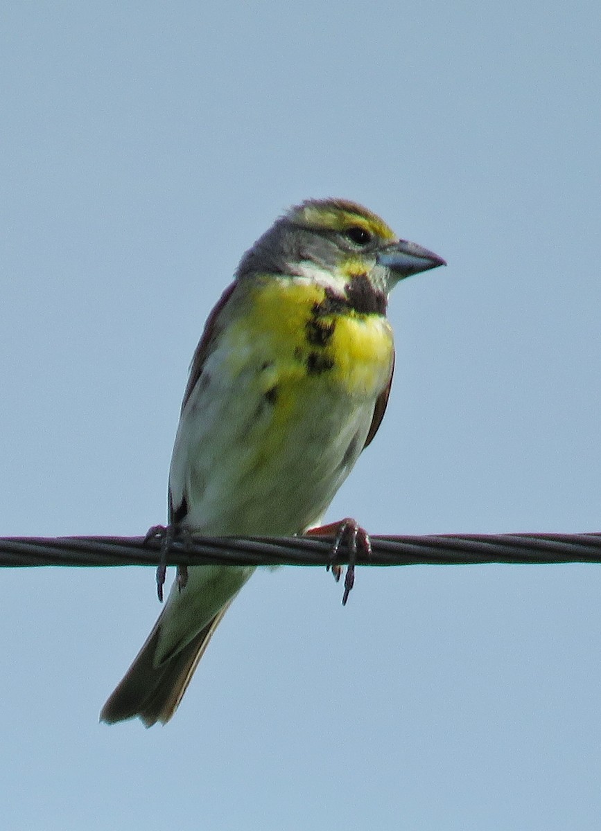 Dickcissel - ML61427661