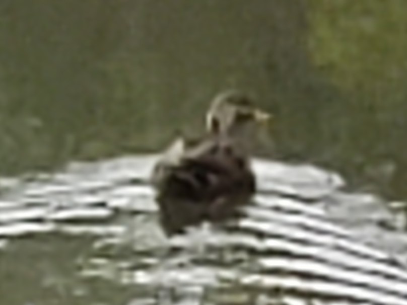 Mottled Duck (Florida) - Peter Bono