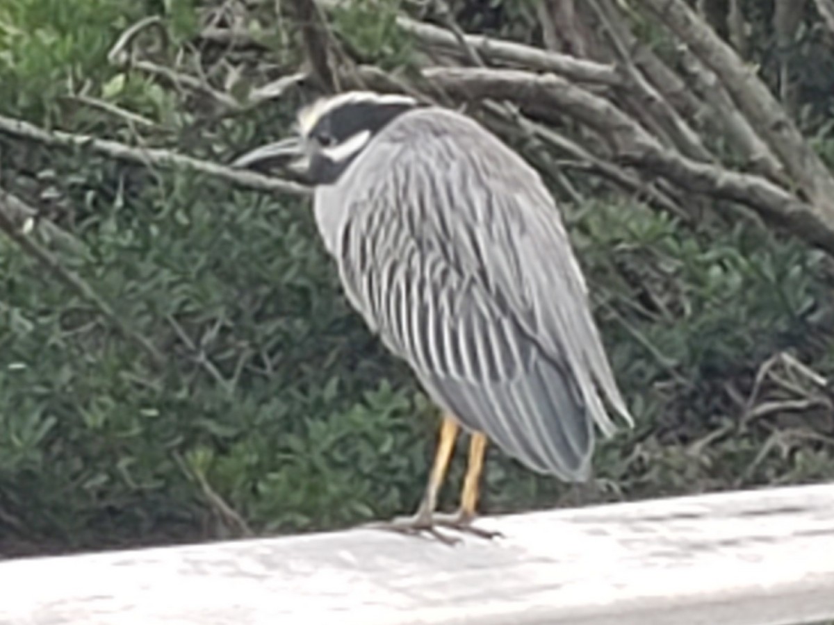 Yellow-crowned Night Heron (Yellow-crowned) - Peter Bono