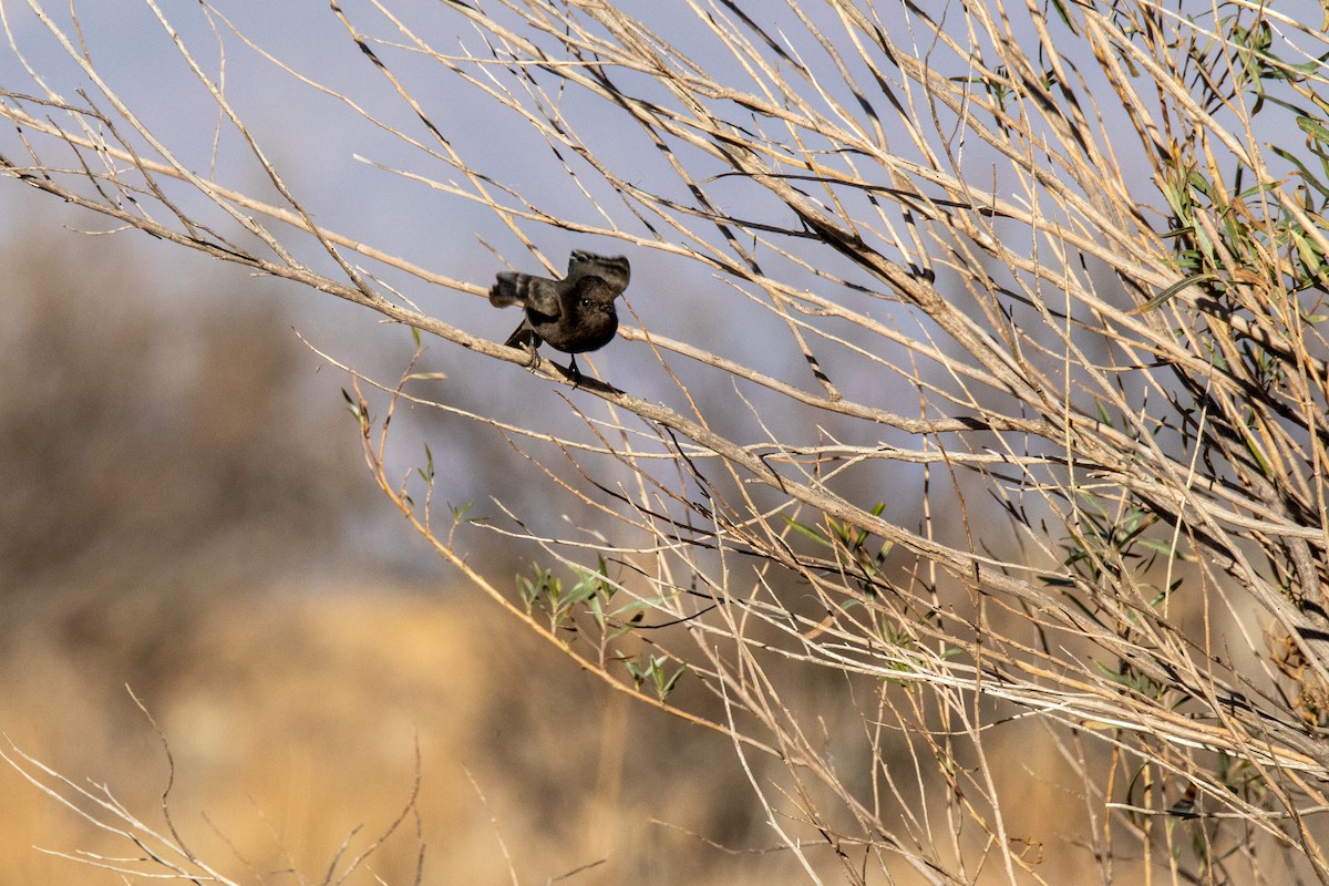 Black Phoebe - ML614276660