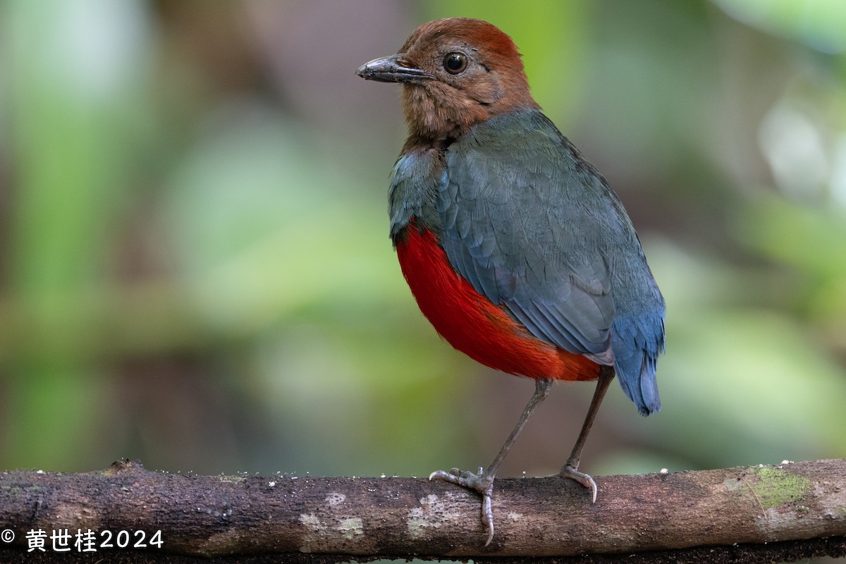 North Moluccan Pitta - Shigui Huang