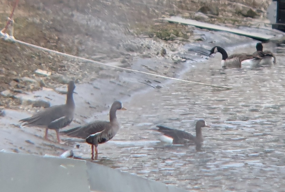 Greater White-fronted Goose - ML614276669