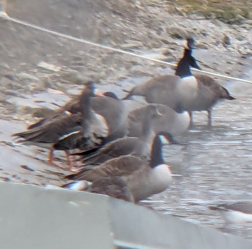 Greater White-fronted Goose - ML614276670