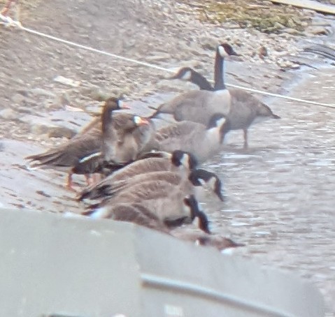 Greater White-fronted Goose - ML614276671