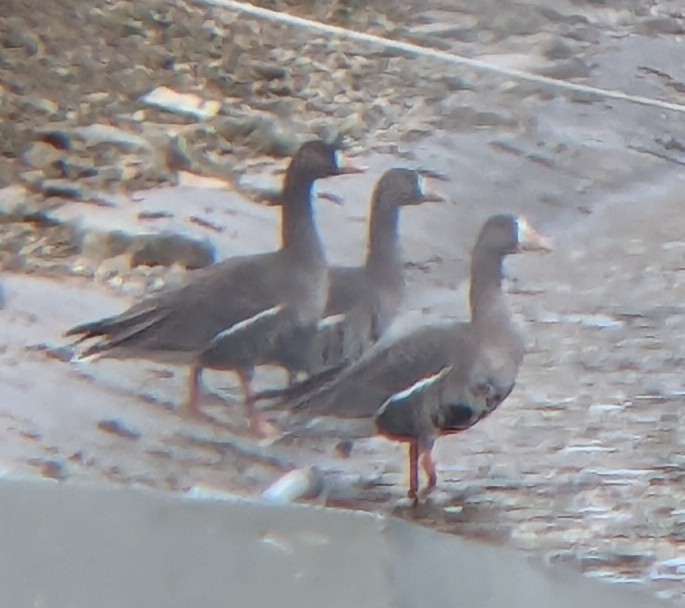 Greater White-fronted Goose - ML614276672