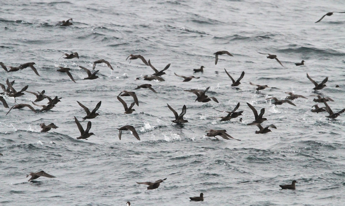 Sooty Shearwater - ML614276693