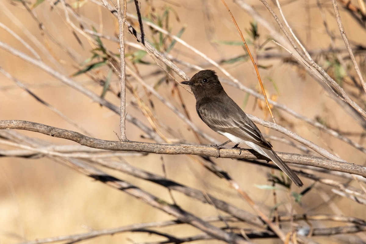 Black Phoebe - ML614276696