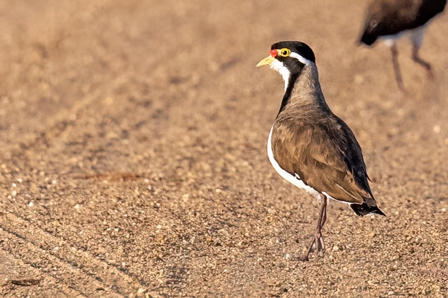 Banded Lapwing - ML614276734