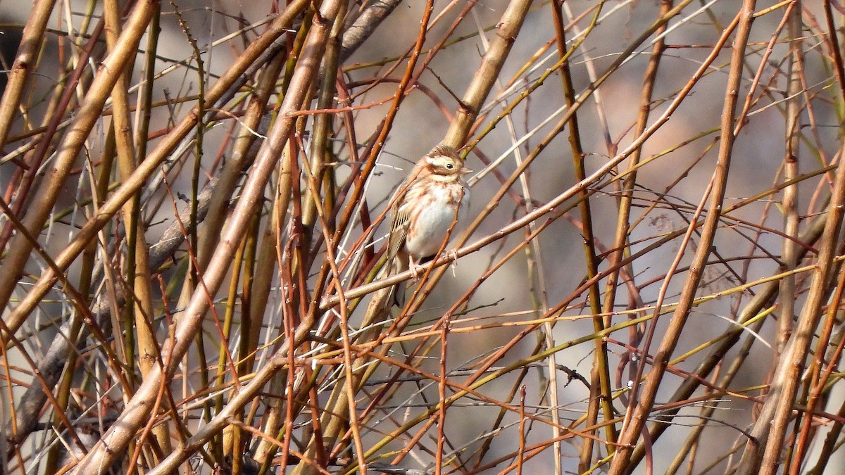 Rustic Bunting - ML614276735