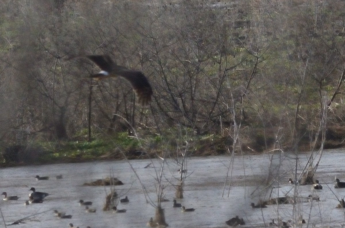 Northern Harrier - ML614276759