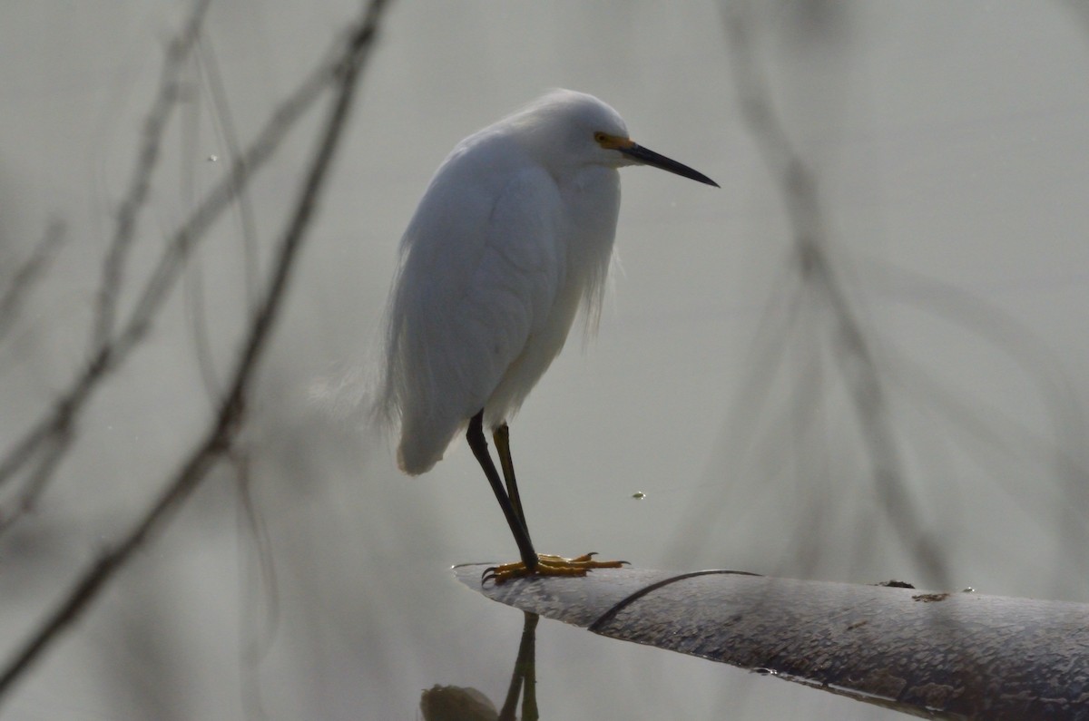 Aigrette neigeuse - ML614276782