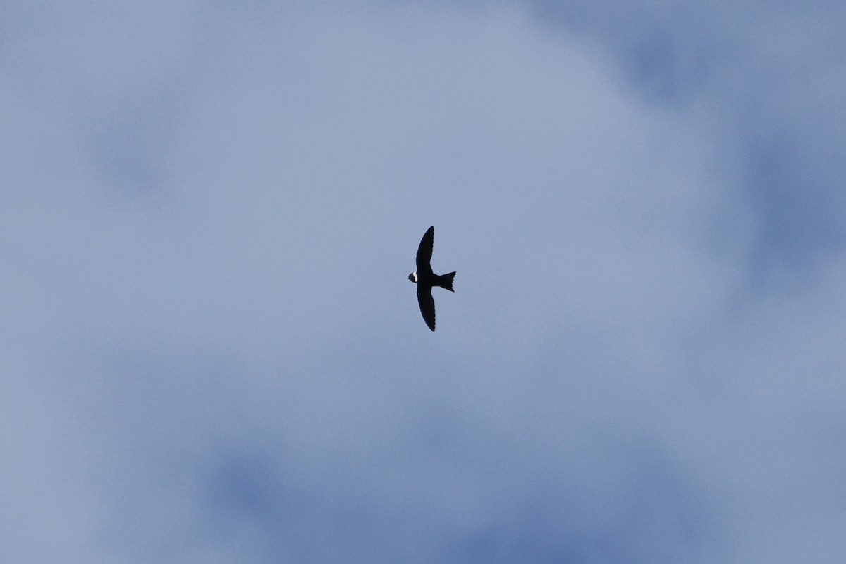 White-collared Swift - Denis Tétreault