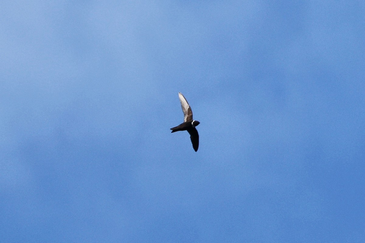 White-collared Swift - Denis Tétreault