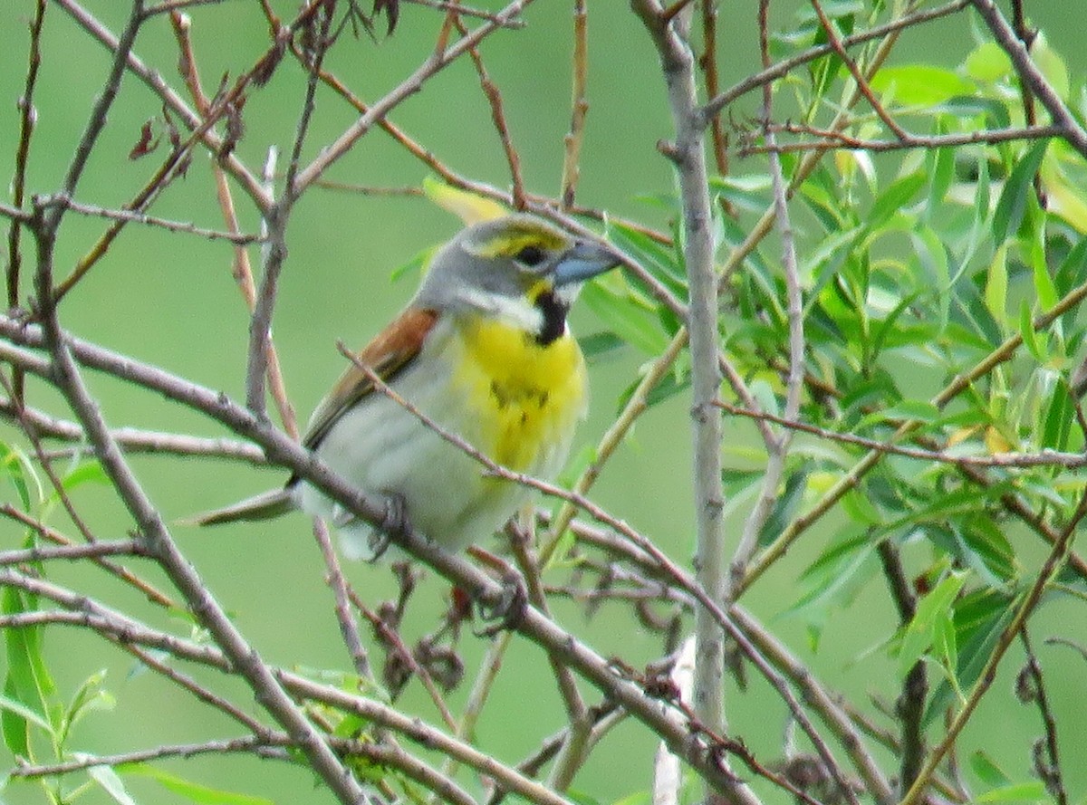 Dickcissel - ML61427681