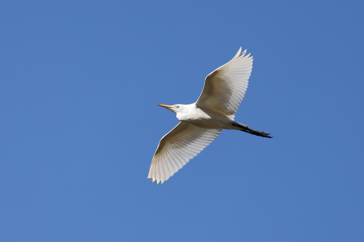 Great Egret - ML614276838