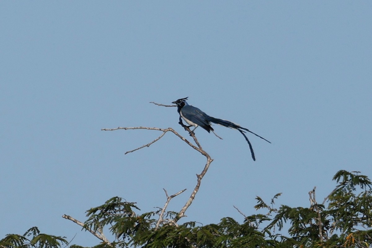Black-throated Magpie-Jay - ML614276873