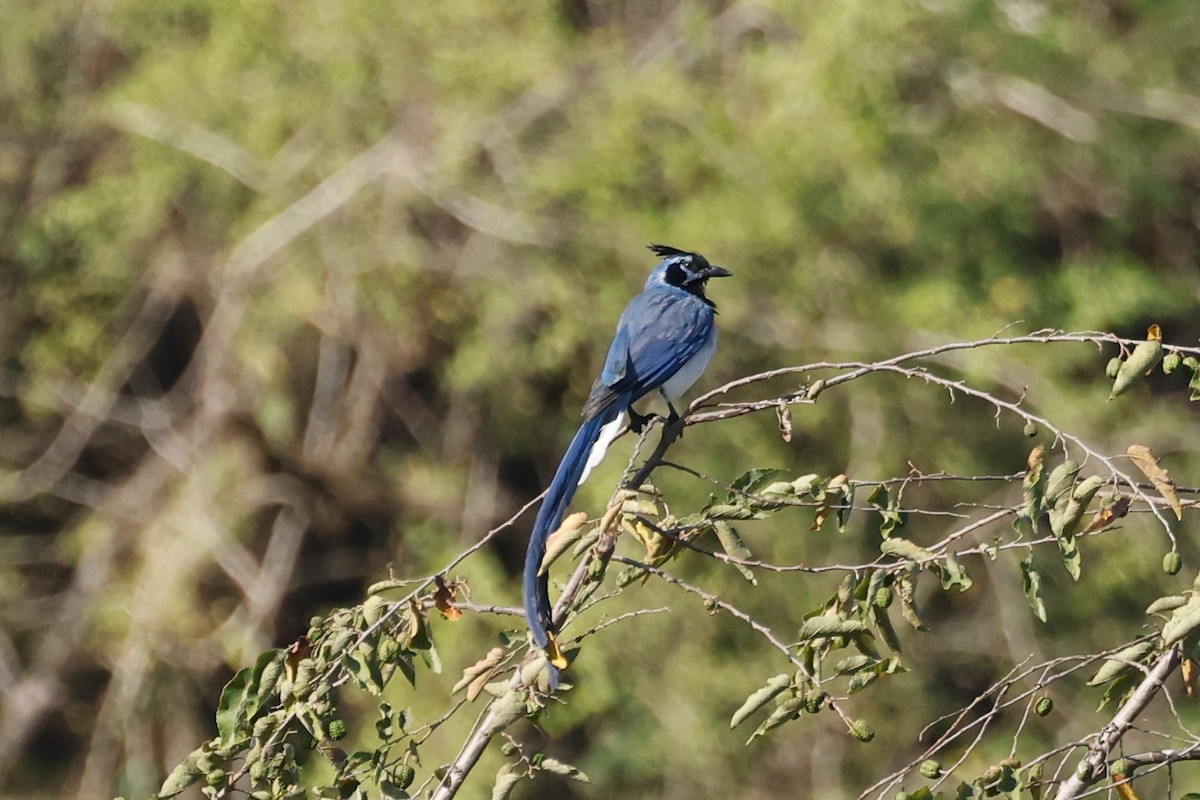 Black-throated Magpie-Jay - ML614276874