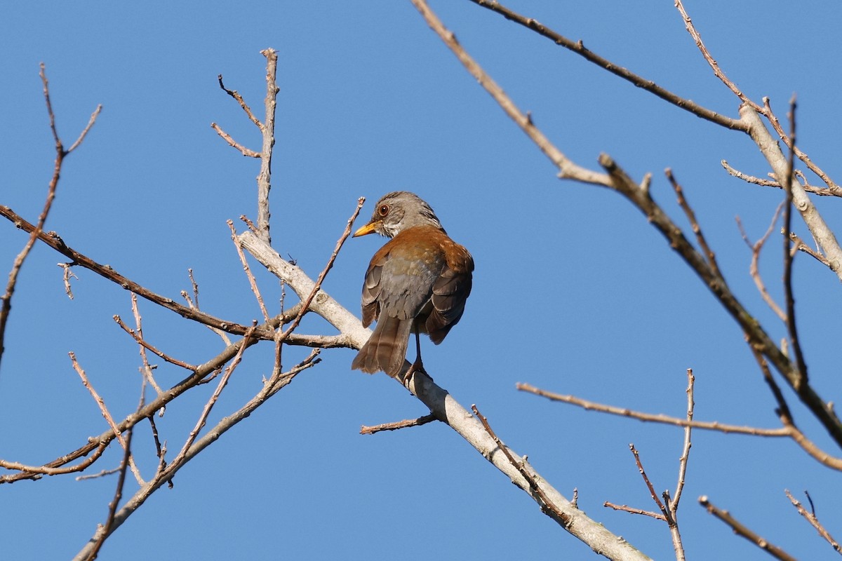 Rufous-backed Robin - ML614276893