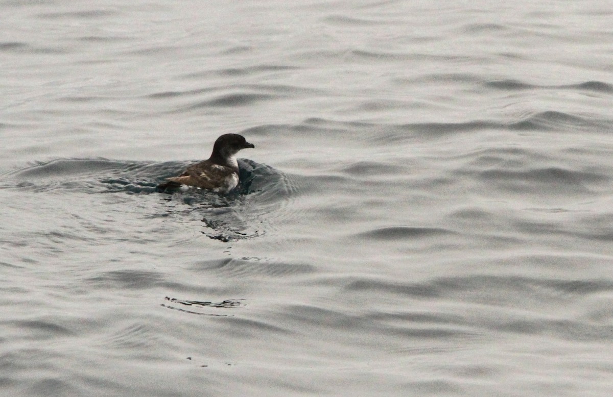 Common Diving-Petrel - ML614276903