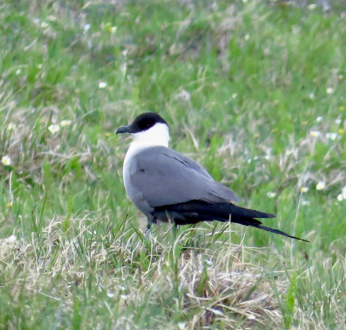 Long-tailed Jaeger - ML614276968