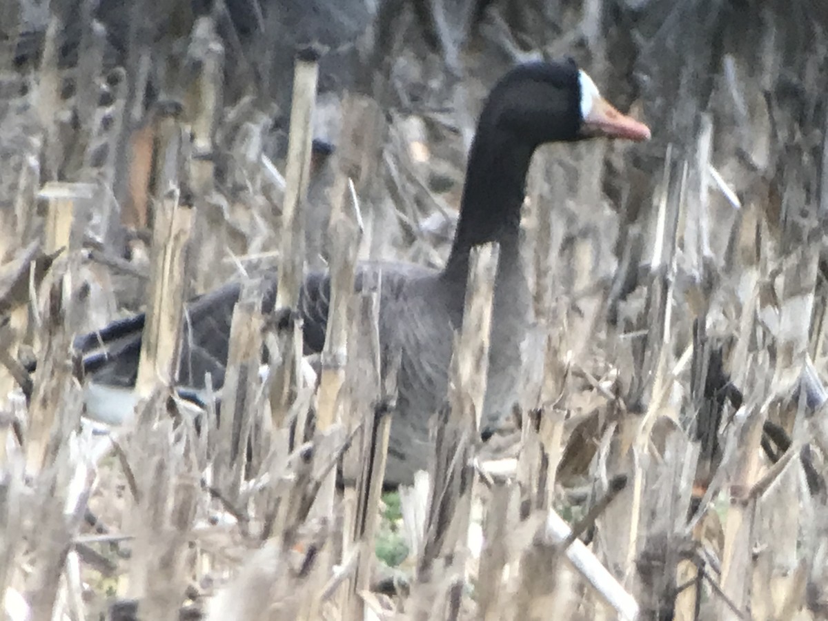 Greater White-fronted Goose - ML614277029