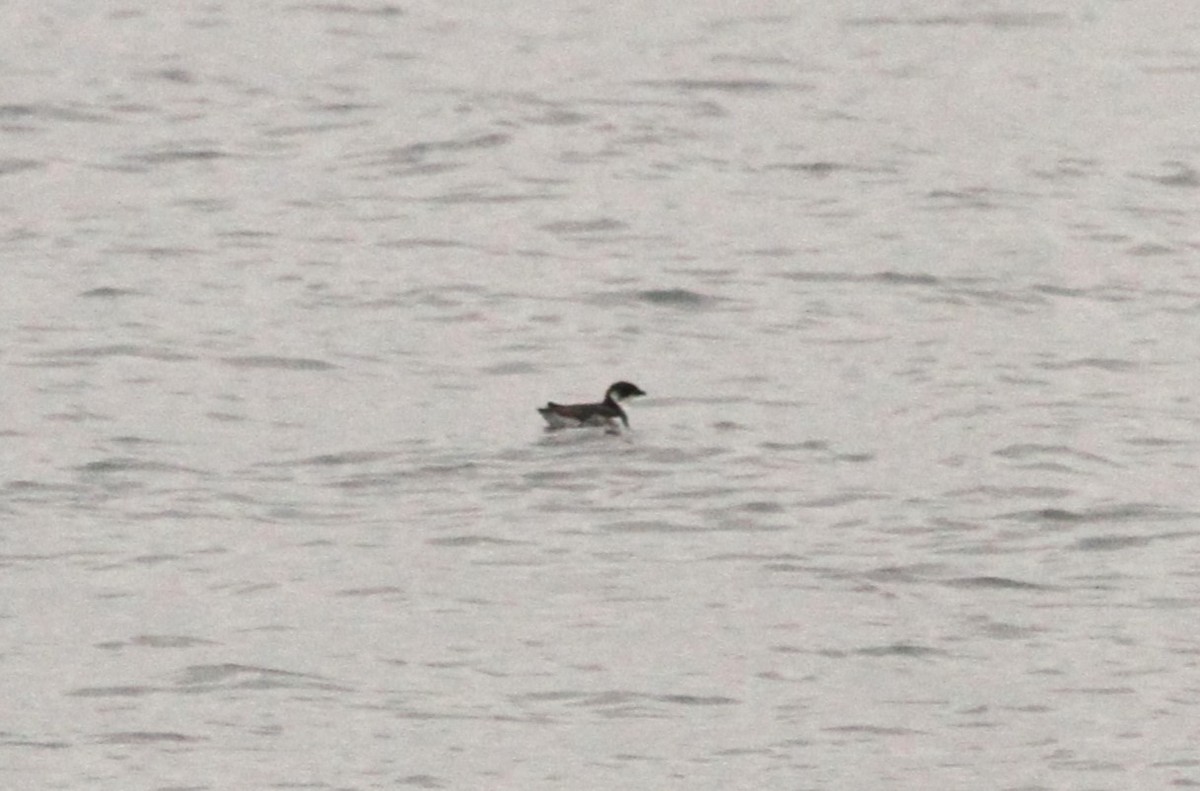 Magellanic Diving-Petrel - Simon Davies