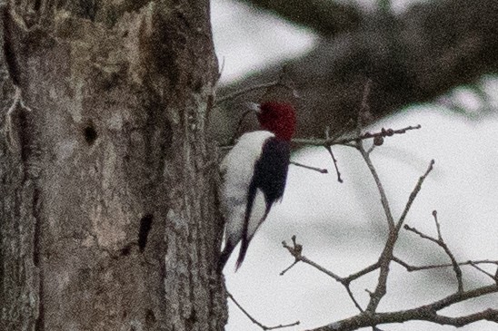 Red-headed Woodpecker - David Brown