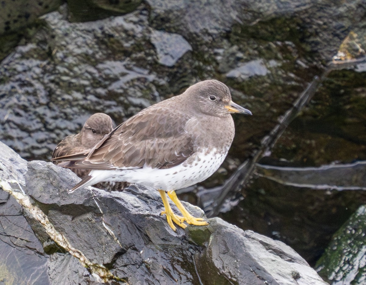 Surfbird - ML614277228