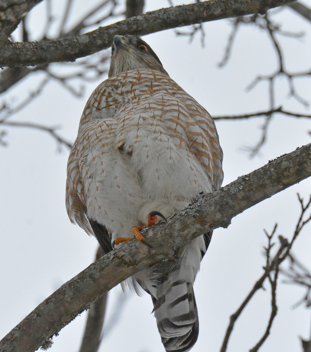 Cooper's Hawk - ML614277248