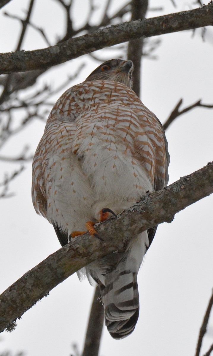 Cooper's Hawk - ML614277249