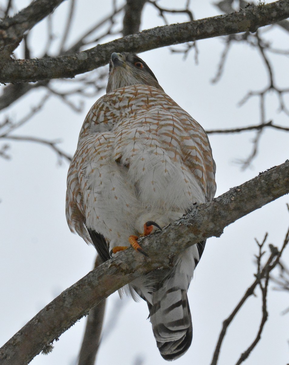 Cooper's Hawk - Michael J Good