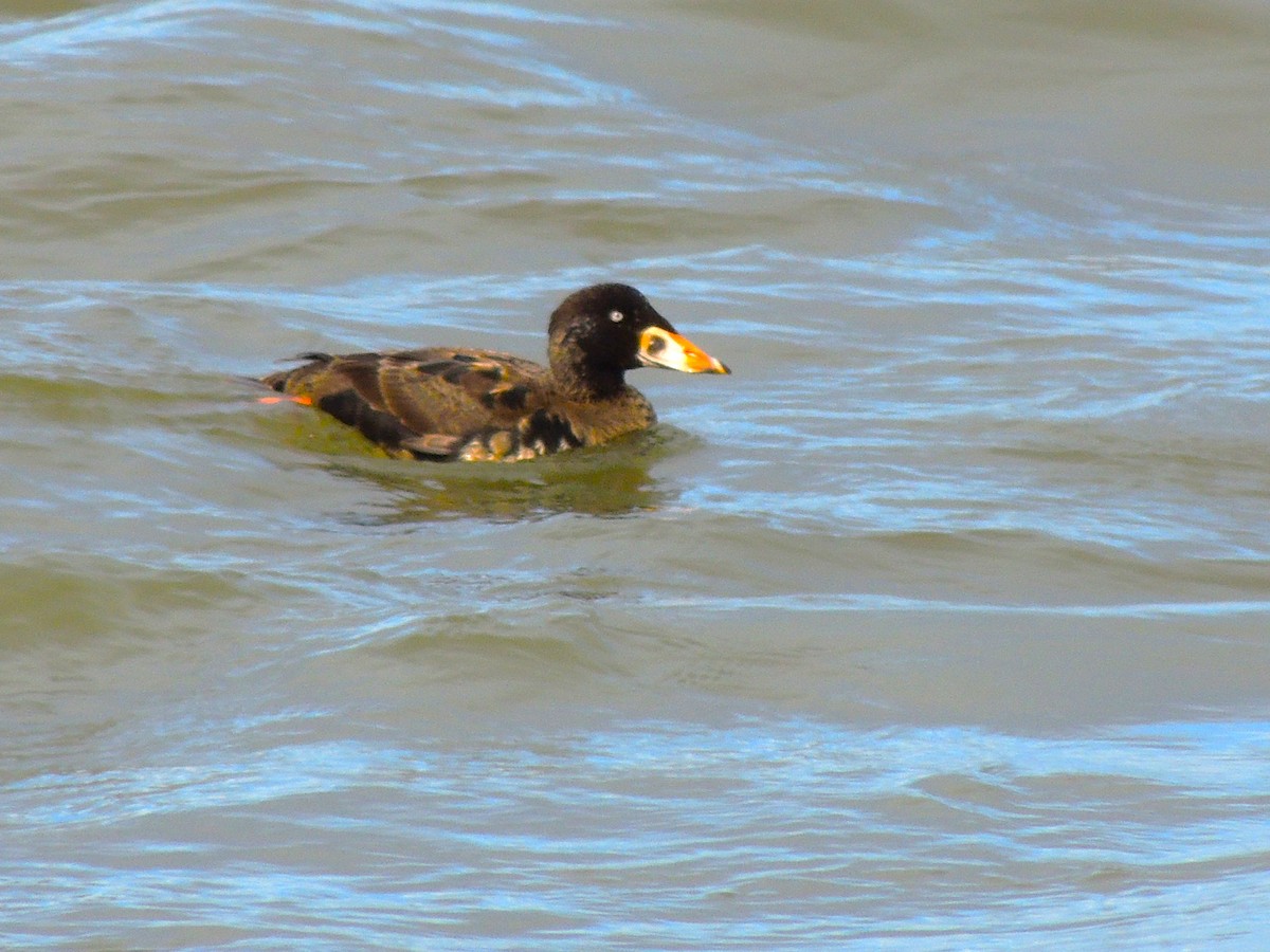 Surf Scoter - ML614277275