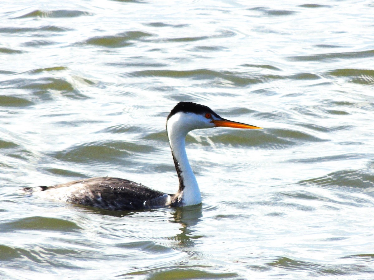 Clark's Grebe - ML614277295