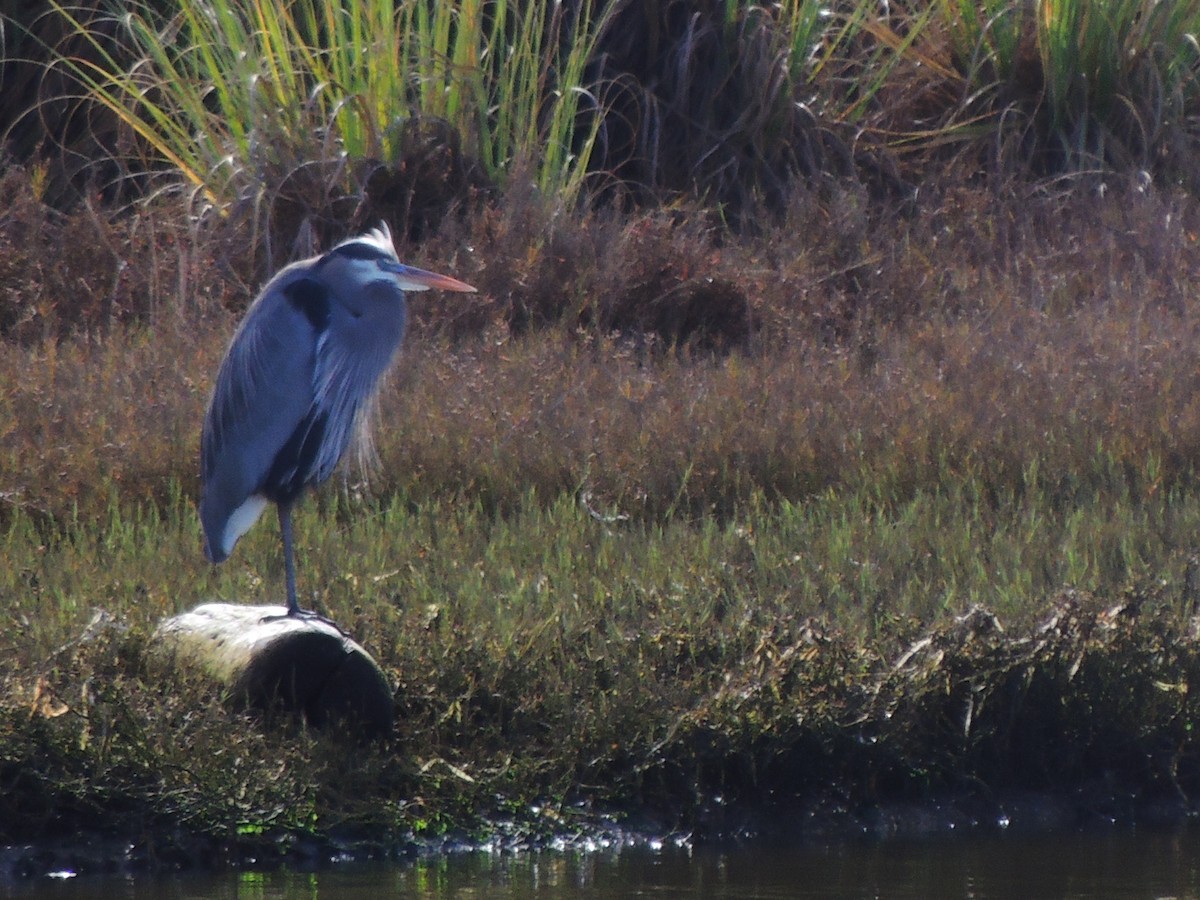 Great Blue Heron - ML614277311