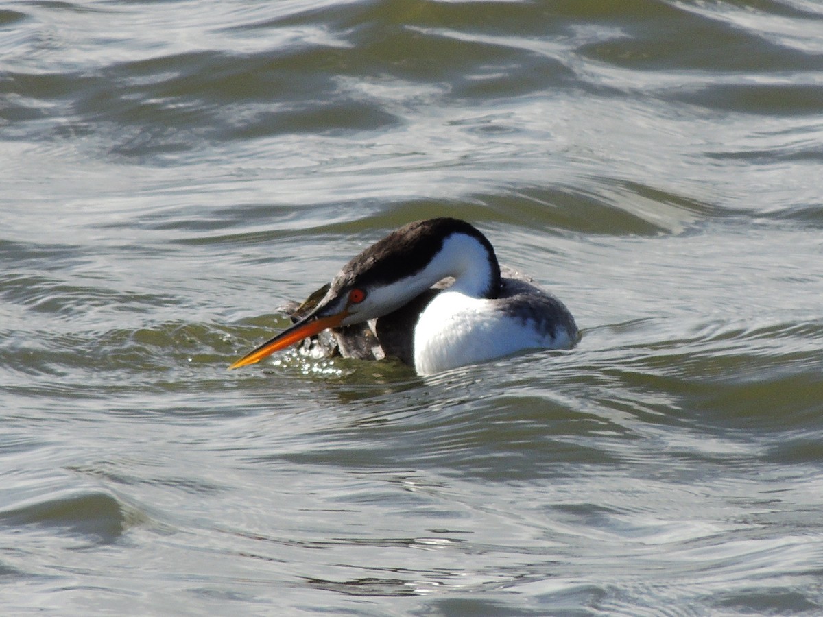 Clark's Grebe - ML614277329