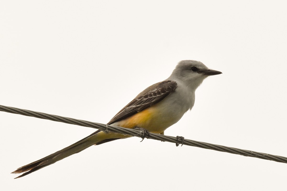 Scissor-tailed Flycatcher - ML614277457