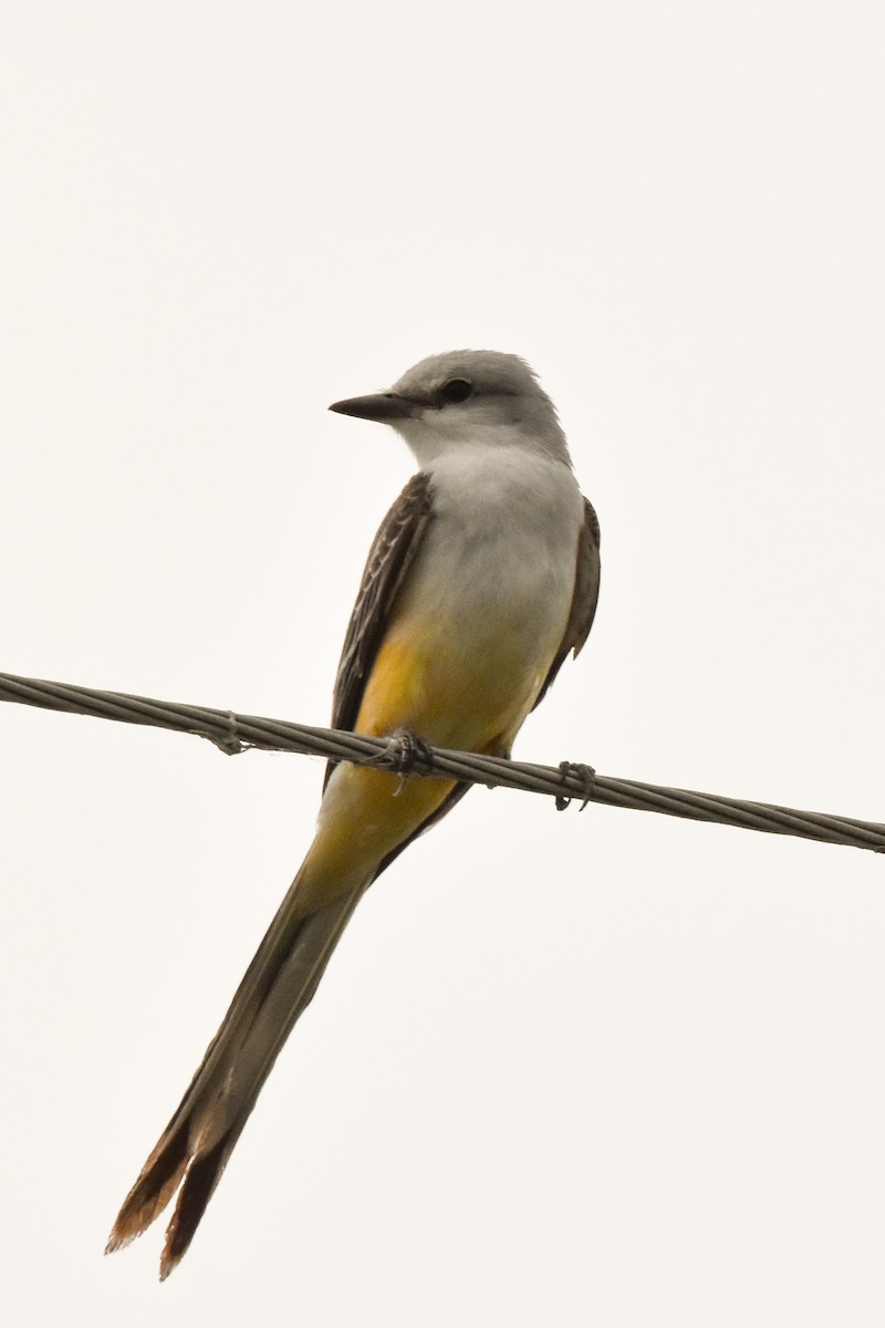 Scissor-tailed Flycatcher - ML614277458