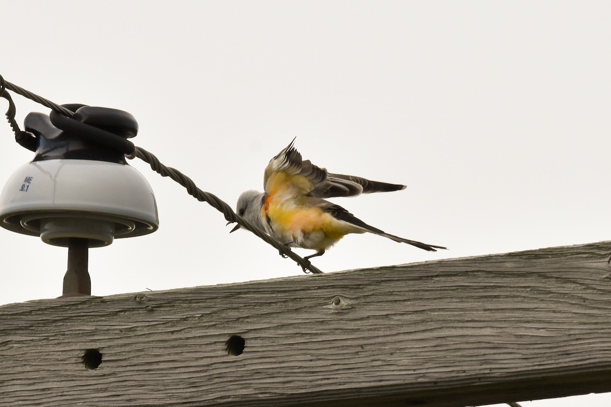 Scissor-tailed Flycatcher - ML614277459