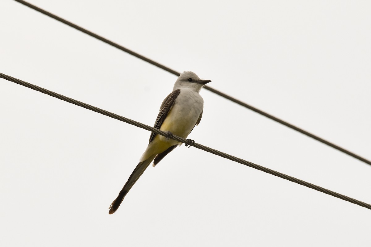 Scissor-tailed Flycatcher - ML614277460