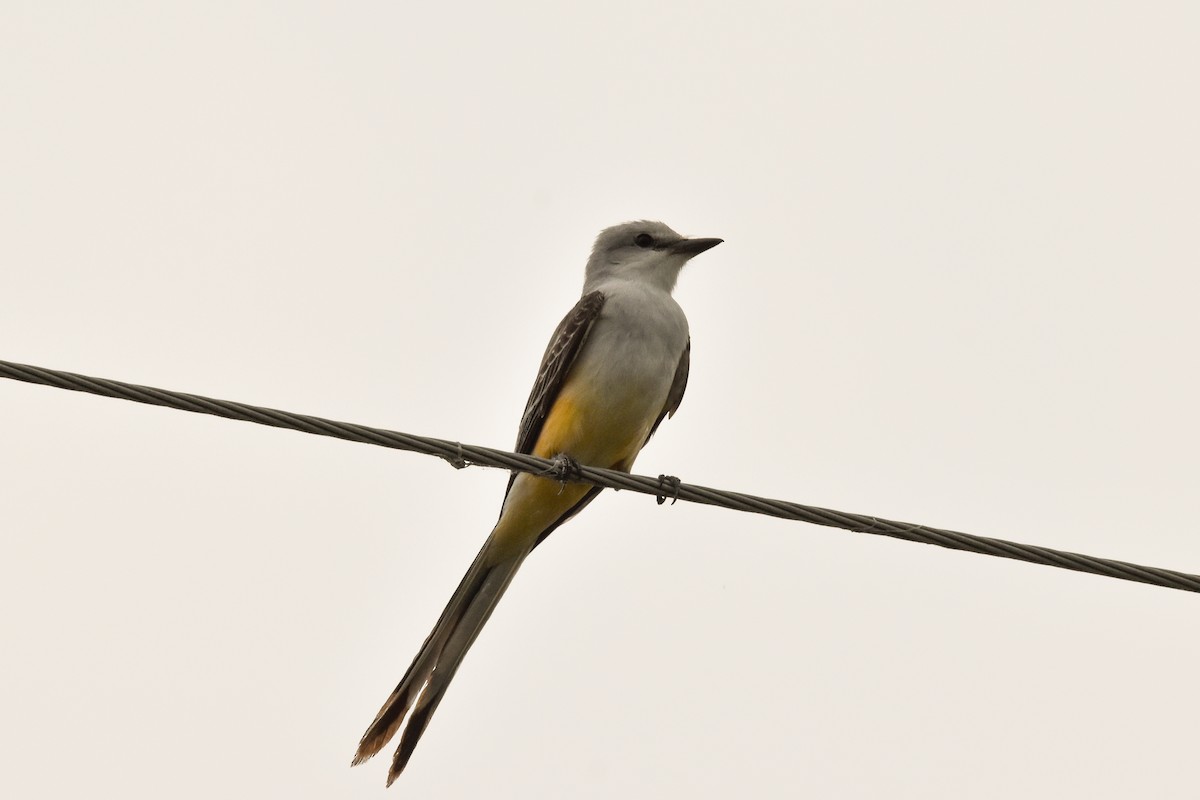 Scissor-tailed Flycatcher - ML614277462