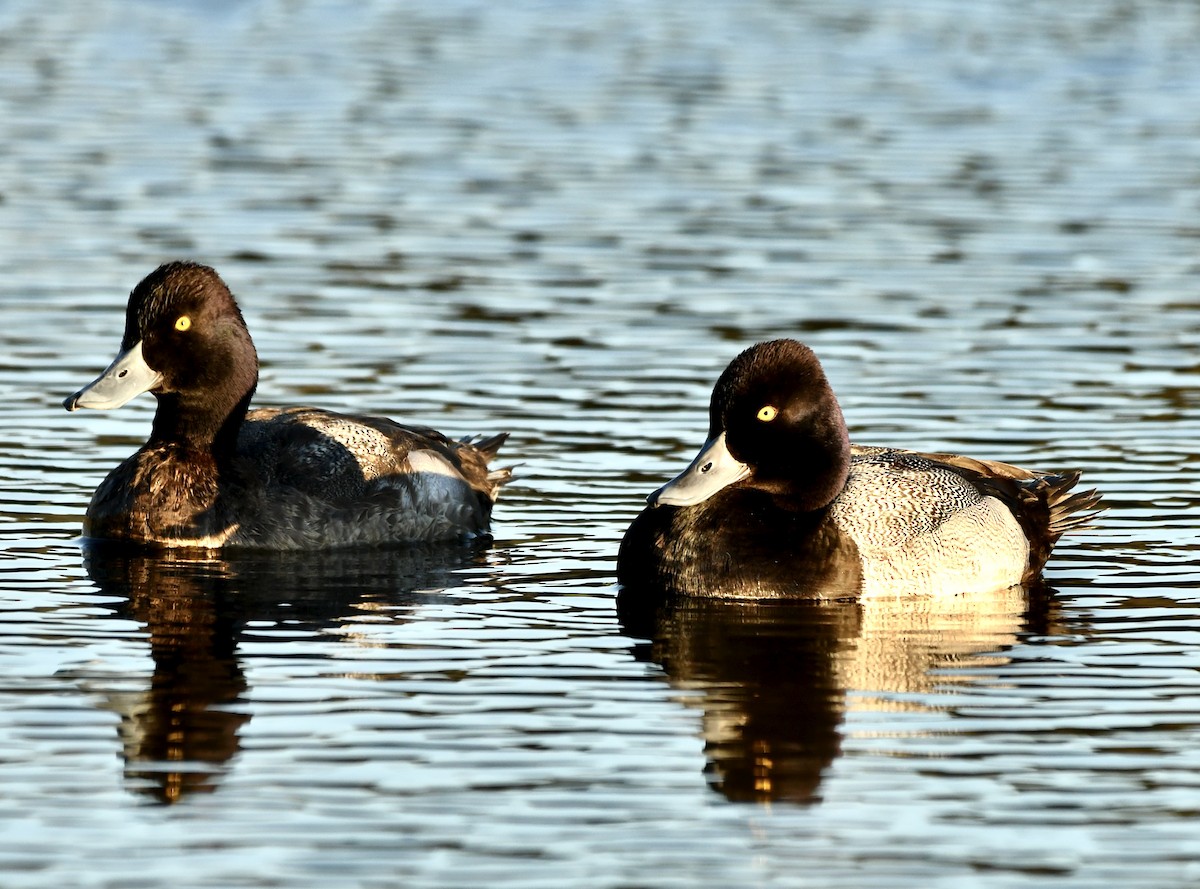 Lesser Scaup - Mia Majetschak