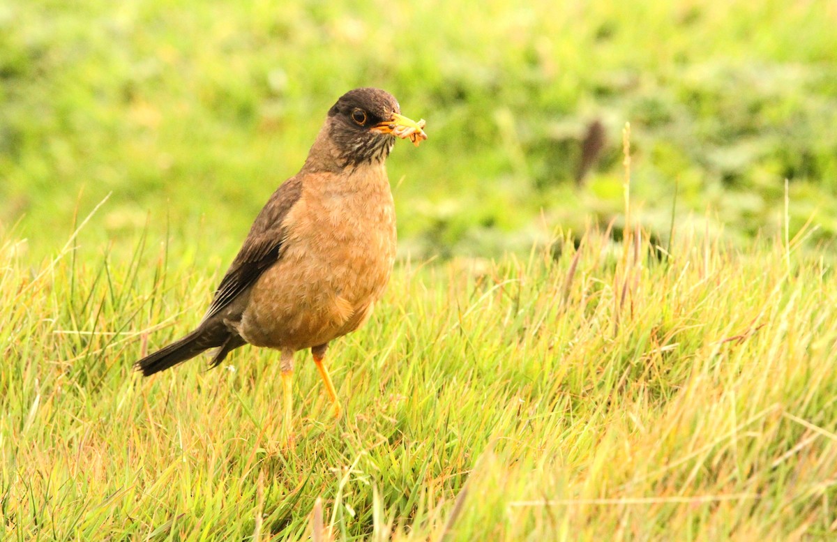 Austral Thrush - ML614277476